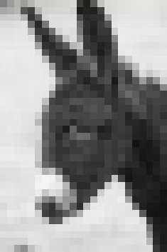 Pixelgrafik - Esel mit Grauwerten