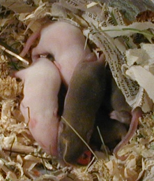 Foto mit Mäusen