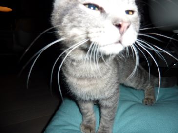 Katze