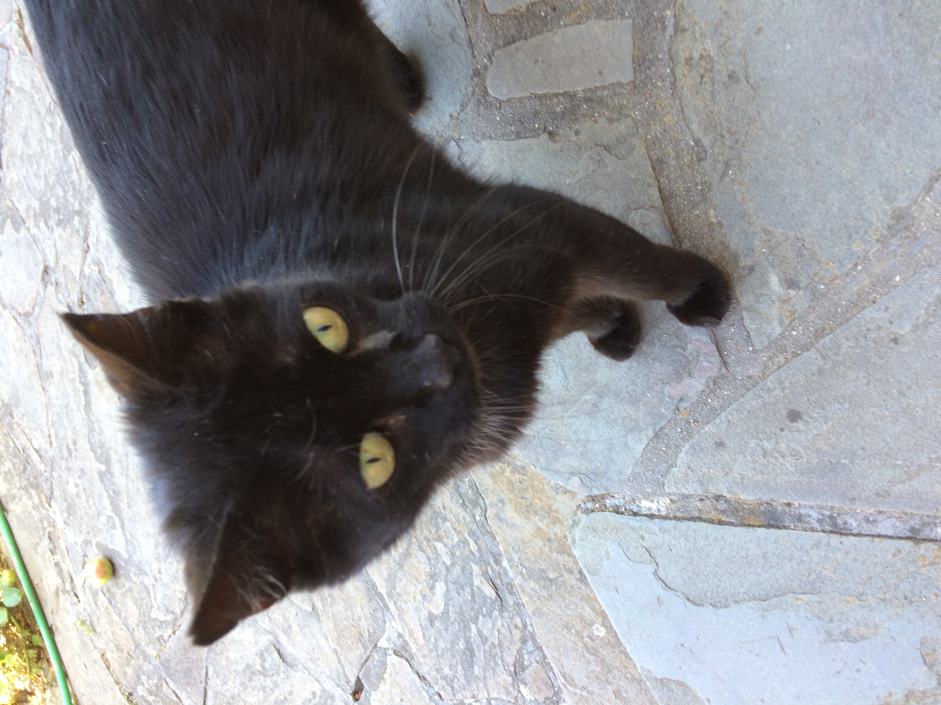 Foto Katze