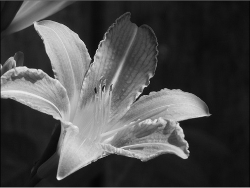 Blume