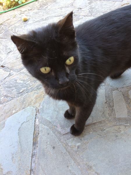 Foto Katze