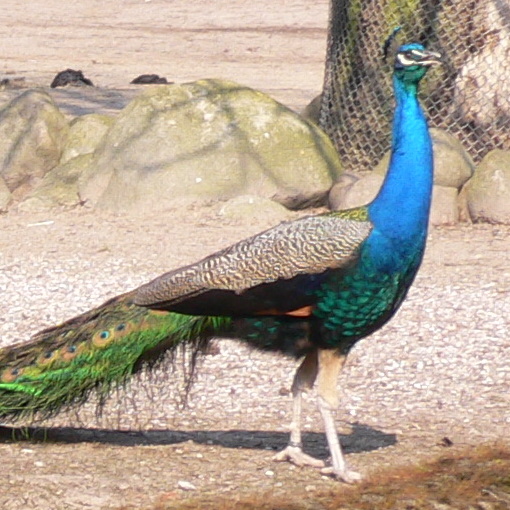 Pfau Foto eines Pfaus