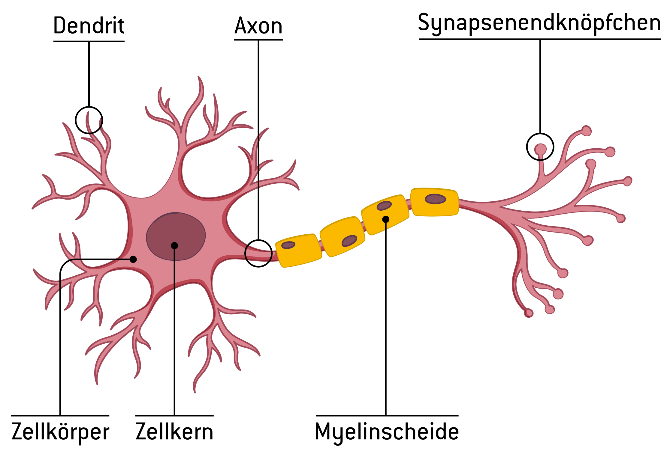 Grafik Neuron vereinfacht Grafik Neuron vereinfacht