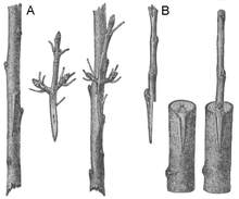 Pflanzenschnittstelle Pflanzenschnittstelle