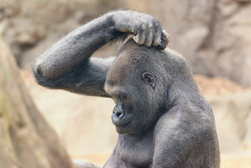 Kratzender Affe Headscratch